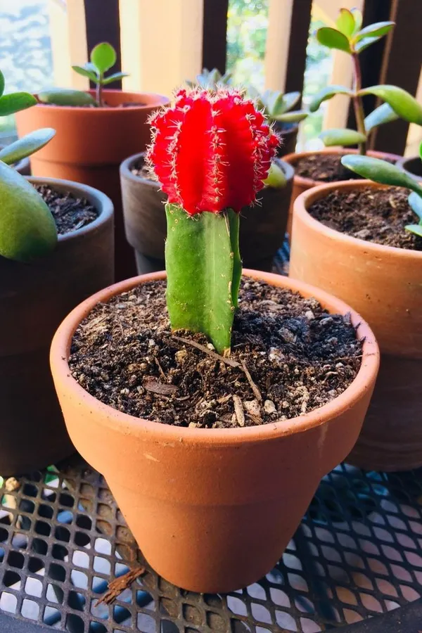 Moon_Cactus_Plant_Red_Cactus_Easy_Care_Indoor_Desk_Plant