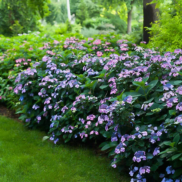 Mountain_Hydrangea_Blue_Blooms_Balcony_And_Garden_Plant