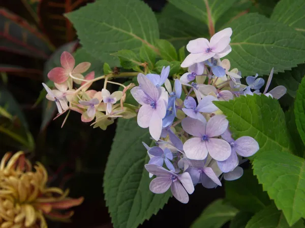 Mountain_Hydrangea_Blue_Blooms_Balcony_And_Garden_Plant