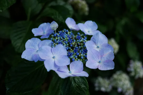 Mountain_Hydrangea_Blue_Blooms_Balcony_And_Garden_Plant