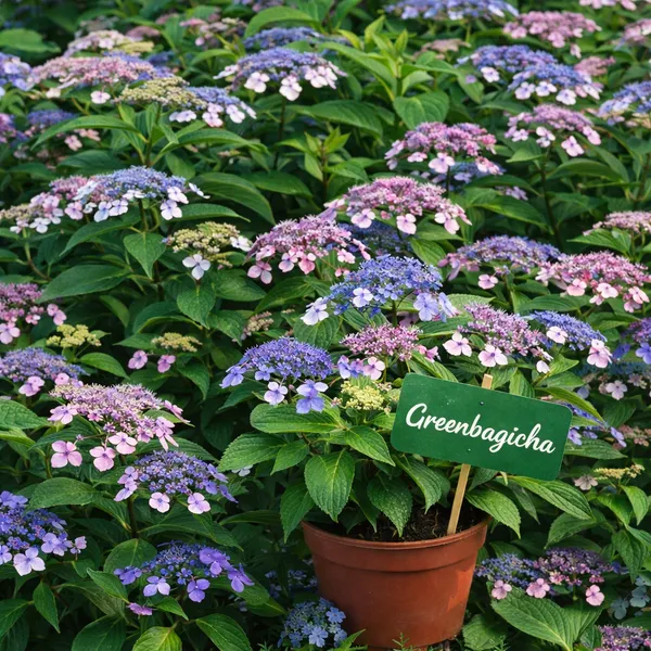 Mountain_Hydrangea_(Hydrangea_serrata)_Live_Flowering_Plant_|_Blue_/_Pink_Blooms_|_Balcony_&_Garden_Plant