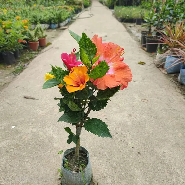 Multi_Colour_Hibiscus_Healthy_Plant_Plant_Size_2_3_Feet_Fast_Growing_And_Flower_After_20_30_Days