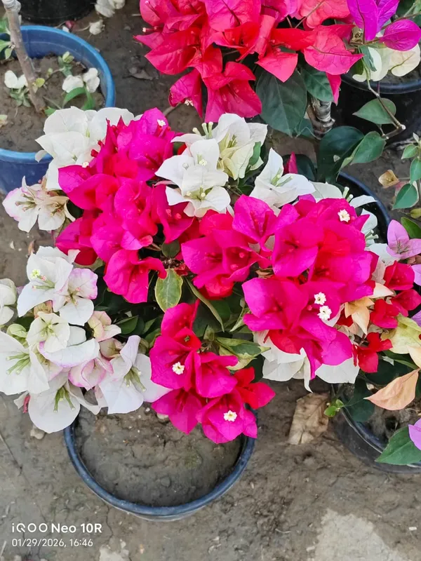 Multicolor_Bougainvillea_For_Premium_Gardening