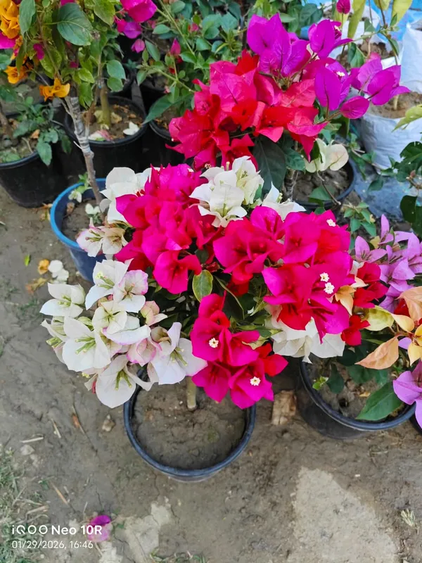 Multicolor_Bougainvillea_For_Premium_Gardening