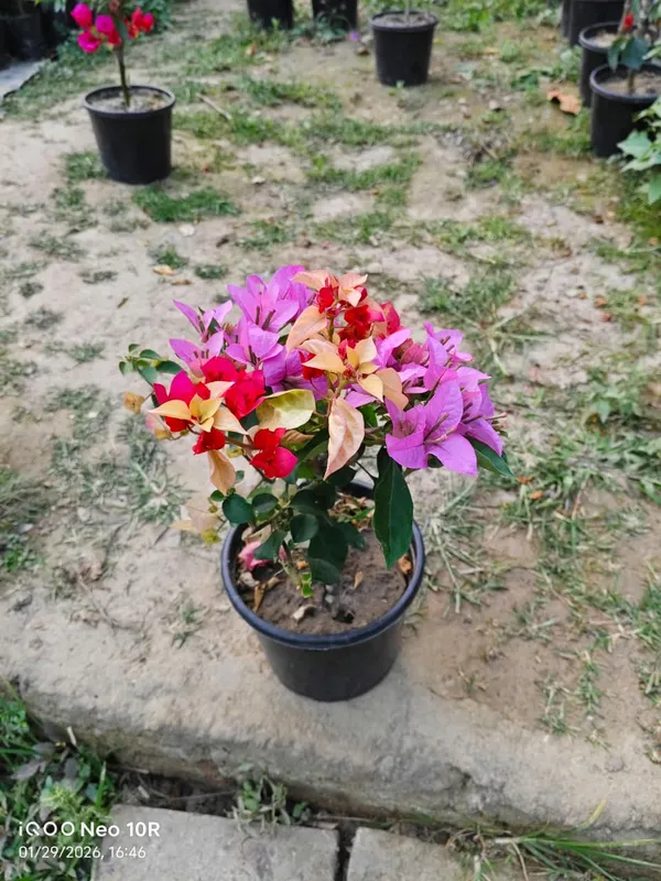 Multicolor_Bougainvillea_For_Premium_Gardening