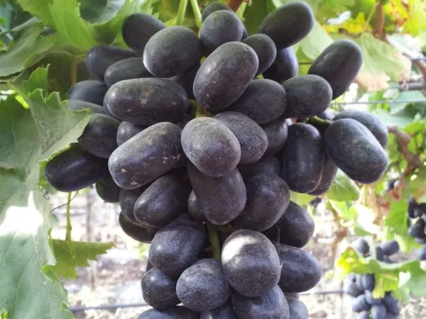 Nanasaheb_Purple_Seedless_Grape_Plant_|_Premium_Fruit_Plant_|_High_Yield_Seedless_Grapevine