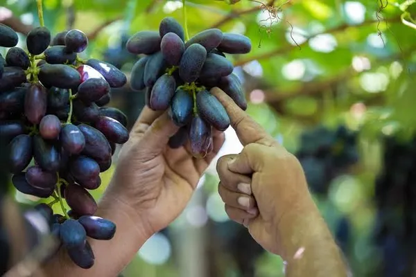 Nanasaheb_Purple_Seedless_Grape_Plant_|_Premium_Fruit_Plant_|_High_Yield_Seedless_Grapevine