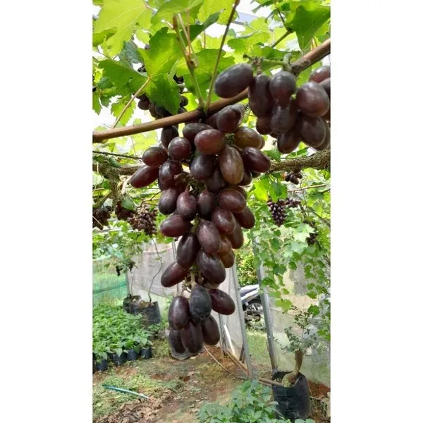 Nanasaheb_Purple_Seedless_Grape_Plant_|_Premium_Fruit_Plant_|_High_Yield_Seedless_Grapevine