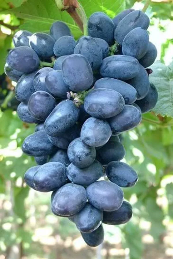 Nanasaheb_Purple_Seedless_Grape_Plant_|_Premium_Fruit_Plant_|_High_Yield_Seedless_Grapevine