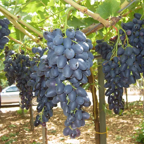 Nanasaheb_Purple_Seedless_Grape_Plant_|_Premium_Fruit_Plant_|_High_Yield_Seedless_Grapevine