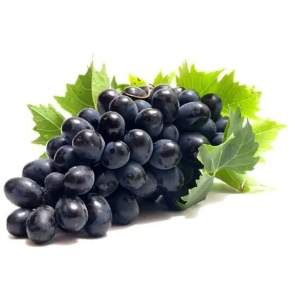Nanasaheb_Purple_Seedless_Grape_Plant_|_Premium_Fruit_Plant_|_High_Yield_Seedless_Grapevine