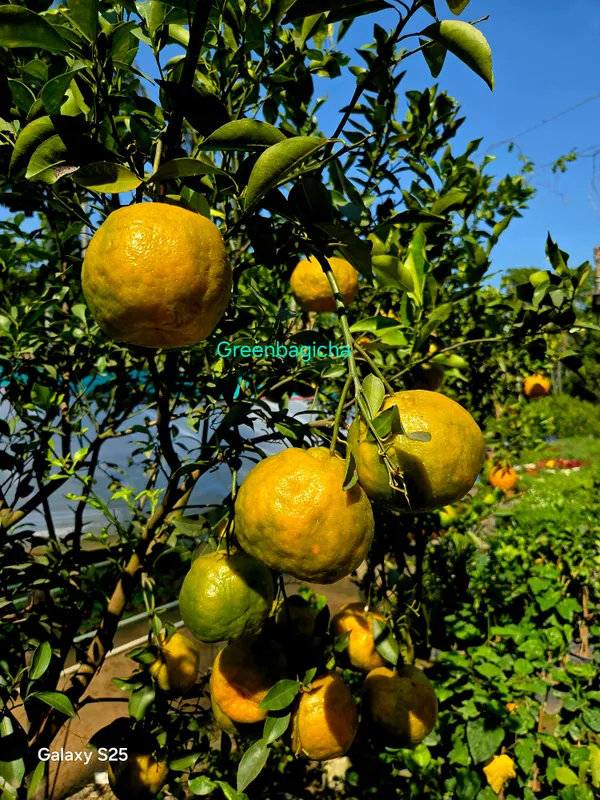 Nagpur_Mandarin_Orange_All_Time_Variety_Healthy_Sweet_Grafted_Fruit_Plants
