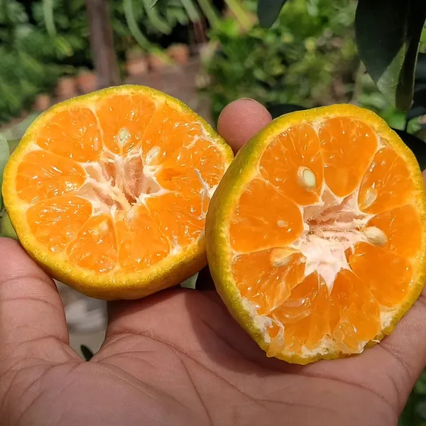 Nagpur_Mandarin_Orange_All_Time_Variety_Healthy_Sweet_Grafted_Fruit_Plants