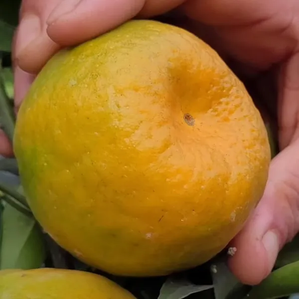 Nagpur_Mandarin_Orange_All_Time_Variety_Healthy_Sweet_Grafted_Fruit_Plants
