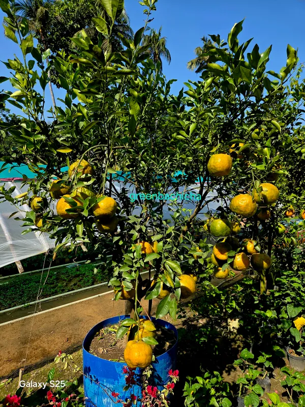 Nagpur_Mandarin_Orange_All_Time_Variety_Healthy_Sweet_Grafted_Fruit__Plants