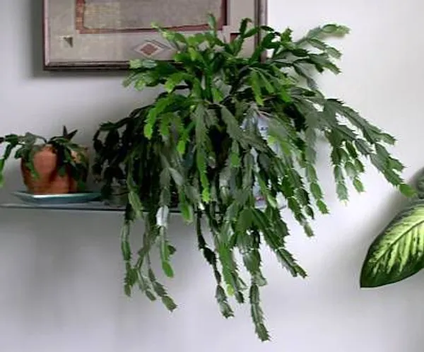 Orenge_Zygo_Plant_For_Home_Gardening