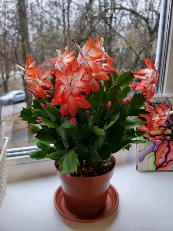 Orenge_Zygo_Plant