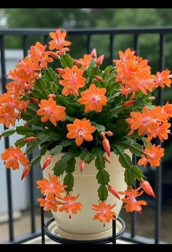 Orenge_Zygo_Plant_For_Home_Gardening