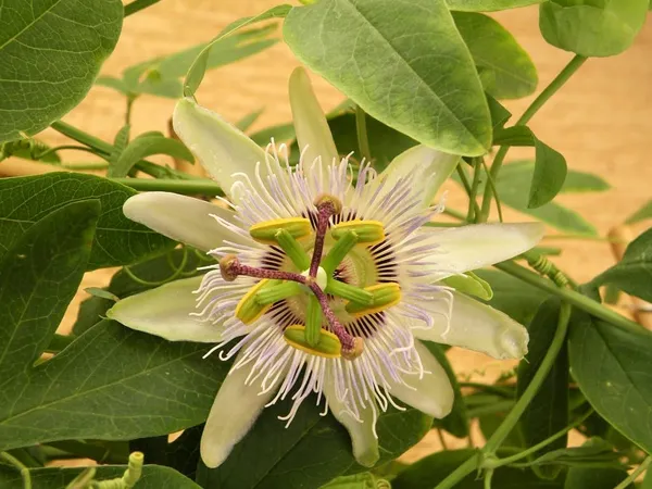 Passion_Flower_Plant_Yellow_Colour_Krishna_Kamal_Passiflora_Incarnata_Passiflora_Plant