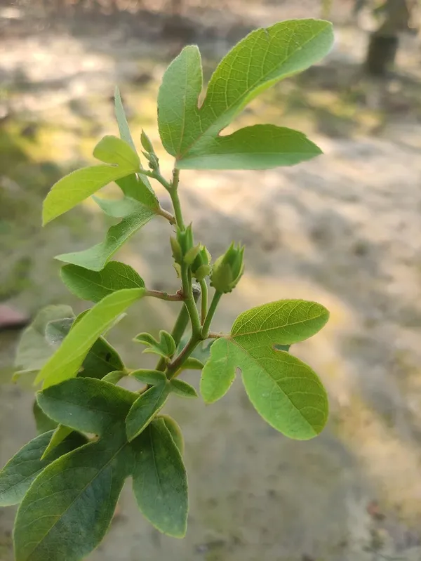 Passion_Flower_Plant_Yellow_Colour_Krishna_Kamal_Passiflora_Incarnata_Passiflora_Plant