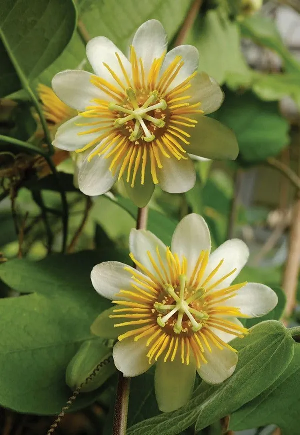 Passion_Flower_Plant,_"Yellow_Colour"_Or_Krishna_Kamal_Passiflora_Incarnata_Passiflora_Plant