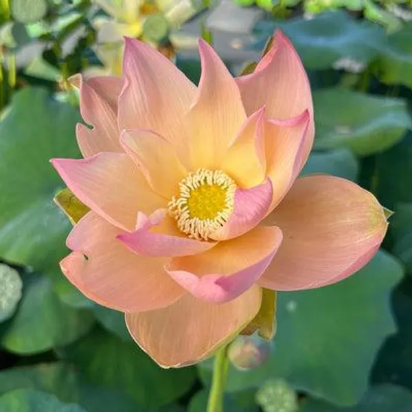 Peach_Lotus_Tuber_Live_Plant_|_Beautiful_Peach_Pink_Lotus_Flower_|_Aquatic_Flowering_Plant