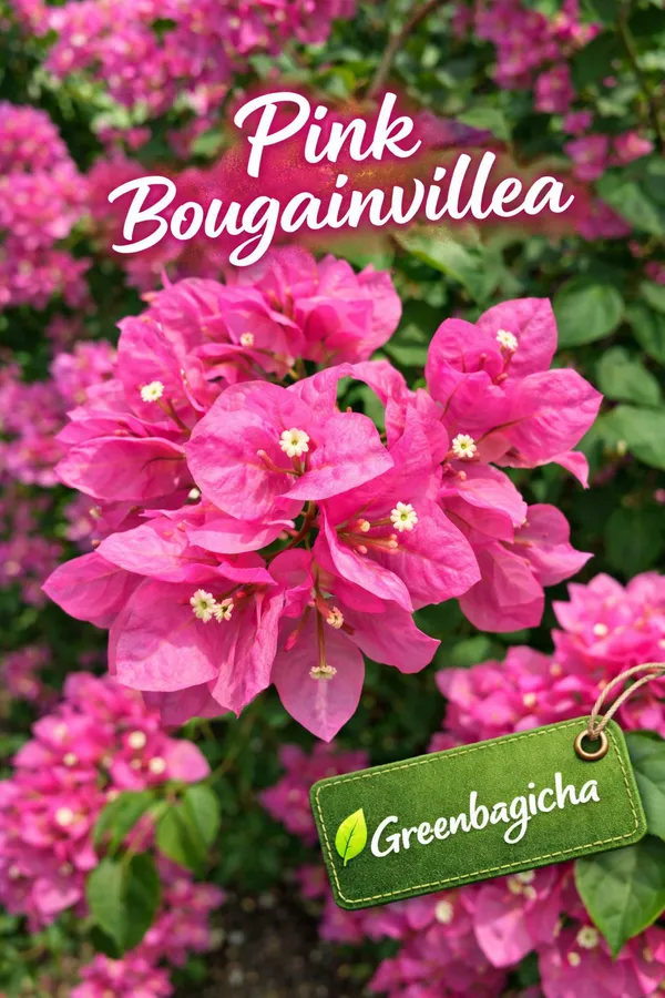 Pink_Bougainvillea_(Pink_Bogonveliya)_Flowering_Plant_–_Live_Outdoor_Climber