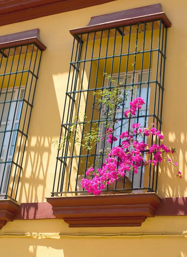Pink_Bougainvillea_Plant_Live_Outdoor_Climber