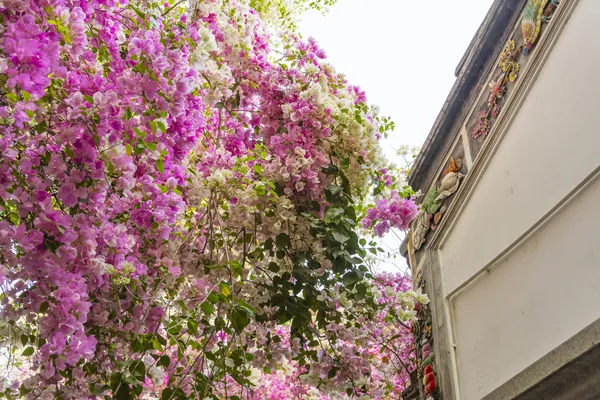Pink_Bougainvillea_Plant_Live_Outdoor_Climber