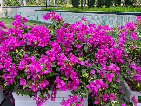 Pink_Bougainvillea_Plant_Live_Outdoor_Climber