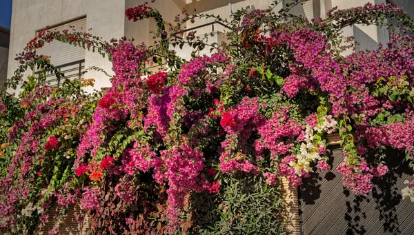 Pink_Bougainvillea_Plant_Live_Outdoor_Climber