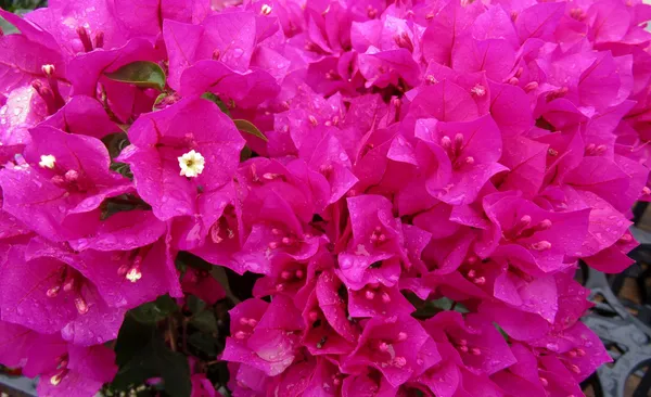 Pink_Bougainvillea_Plant_Live_Outdoor_Climber