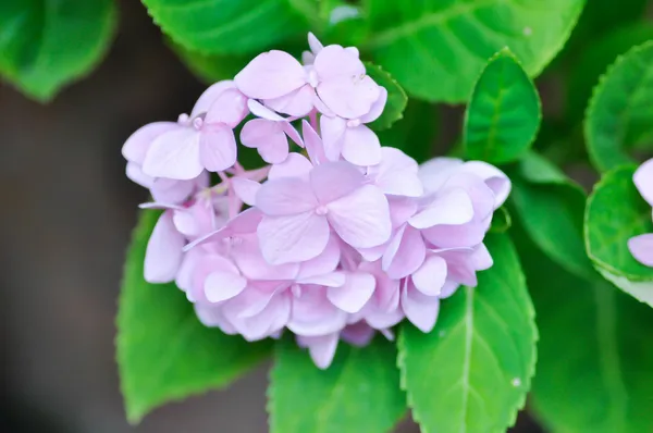 Pink_Hydrangea_Live_Flowering_Plant_Big_Flower_Clusters_Balcony_And_Garden_Plant