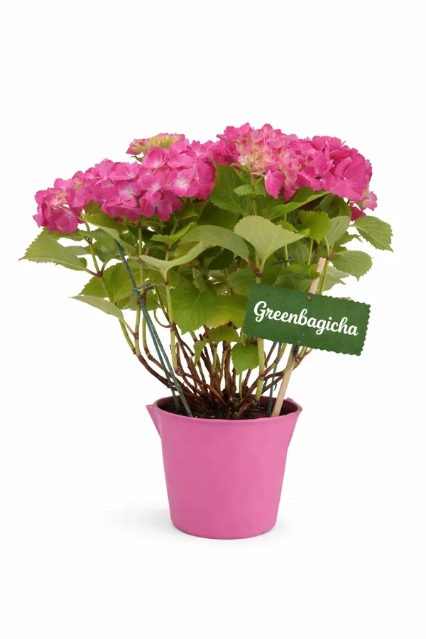 Pink_Hydrangea_Live_Flowering_Plant_|_Big_Flower_Clusters_|_Balcony_&_Garden_Plant