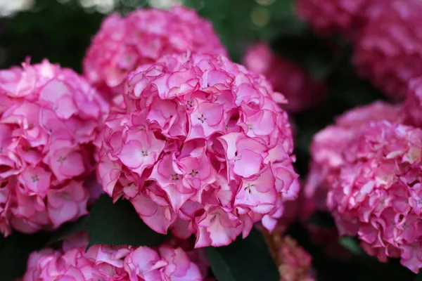Pink_Hydrangea_Live_Flowering_Plant_Big_Flower_Clusters_Balcony_And_Garden_Plant