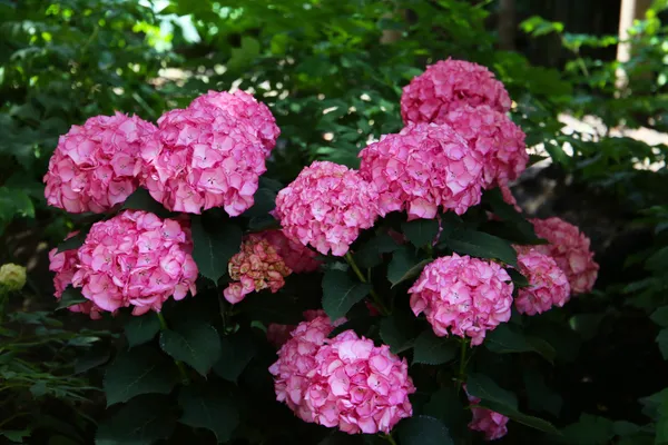Pink_Hydrangea_Live_Flowering_Plant_Big_Flower_Clusters_Balcony_And_Garden_Plant