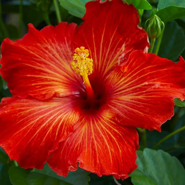 Pune_Hibiscus_Plant_Live_Large_Flowers_Fast_Blooming_Hibiscus_Plant