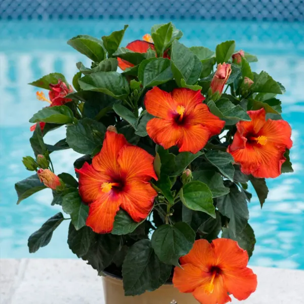 Pune_Hibiscus_Plant_Live_Large_Flowers_Fast_Blooming_Hibiscus_Plant