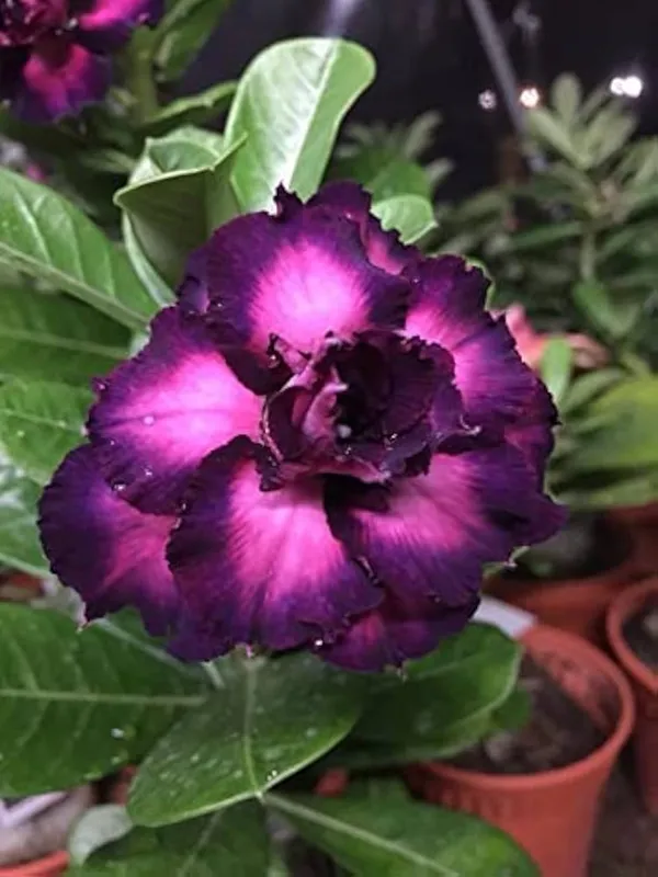 Purple_Adenium_Desert_Rose_Live_Flowering_Plant_Thick_Caudex_Balcony_And_Garden_Plant
