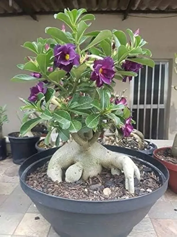 Purple_Adenium_Desert_Rose_Live_Flowering_Plant_Thick_Caudex_Balcony_And_Garden_Plant