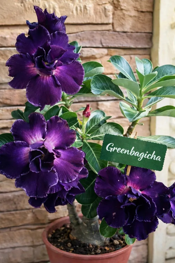 Purple_Adenium_(Desert_Rose)_Live_Flowering_Plant_|_Thick_Caudex_|_Balcony_&_Garden_Plant