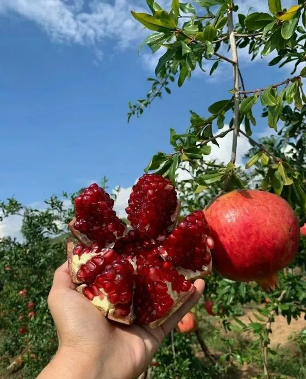 Bhagwa_Anar_Plant_|_Premium_Bhagwa_Pomegranate_Fruit_Plant_|_Fast_Fruiting_|_GreenBagicha