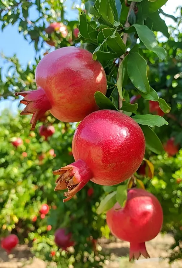 Bhagwa_Anar_Plant_Premium_Bhagwa_Pomegranate_Fruit_Plant_Fast_Fruiting