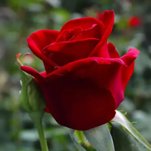 Rare_Dark_Red_Rose_Climber_Flower_Plant_For_Indoor_Outdoor_Gradening