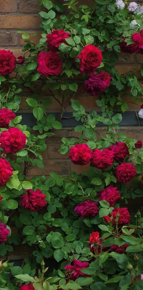 Rare_Dark_Red_Rose_Climber_Flower_Plant_For_Indoor_Outdoor_Gradening