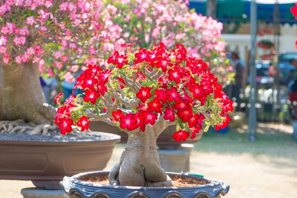 Red_Adenium_Plant_Live_With_Flowers_Desert_Rose_Red_Flower_Plant_Thick_Caudex_Bonsai