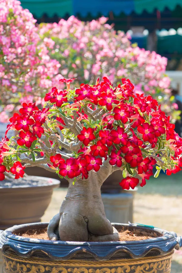 Red_Adenium_Plant_Live_With_Flowers_Desert_Rose_Red_Flower_Plant_Thick_Caudex_Bonsai