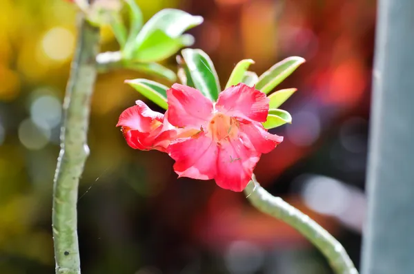 Red_Adenium_Plant_Live_With_Flowers_Desert_Rose_Red_Flower_Plant_Thick_Caudex_Bonsai