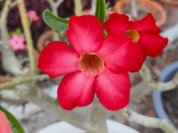 Red_Adenium_Plant_Live_With_Flowers_Desert_Rose_Red_Flower_Plant_Thick_Caudex_Bonsai