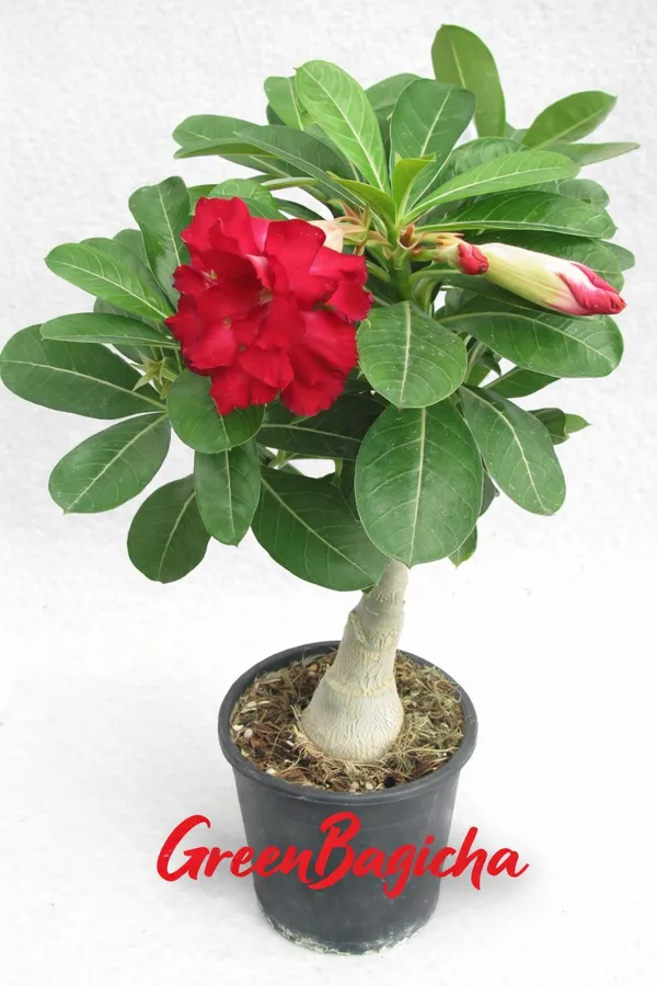 Red_Adenium_Plant_Live_with_Flowers_|_Desert_Rose_Red_Flower_Plant_|_Thick_Caudex_Bonsai